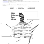 Dna Worksheet Inside Structure Of Dna And Replication Worksheet Answers