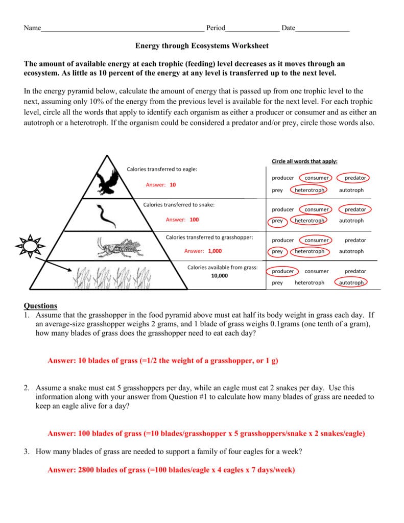 Energy Through An Ecosystem Worksheet Answer Key Together With Energy Transfer In Living Organisms Worksheet