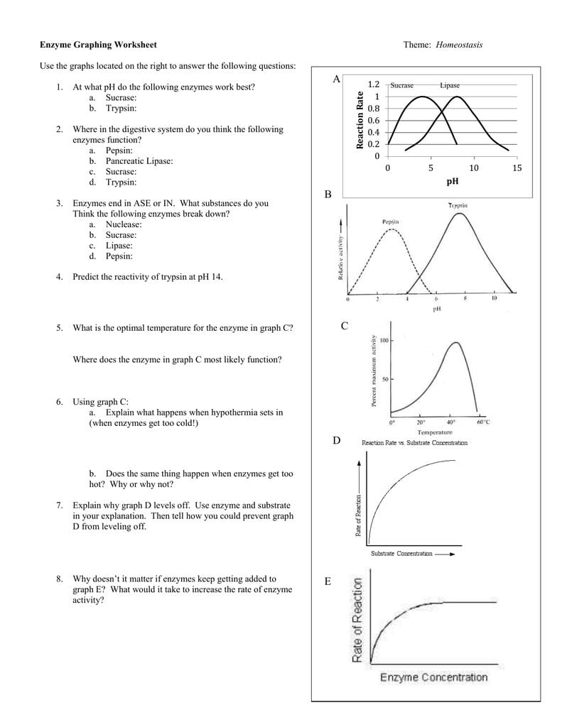 Enzyme Graphing Worksheet For Enzyme Worksheet Answers