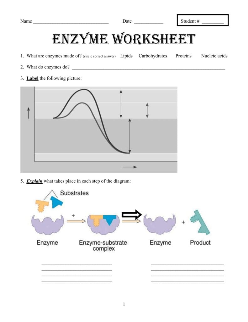 Enzyme Worksheet Together With Enzyme Worksheet Answers