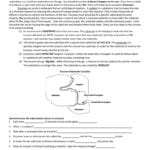 Enzymes Worksheet In Enzyme Worksheet Answers