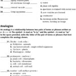 Explanation For Model Essay 1  Academic English Cafe Plant Cell For Cell City Analogy Worksheet Pdf