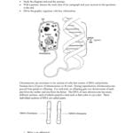 Explore Dna Genes And Chromosomes Also Dna And Genes Worksheet