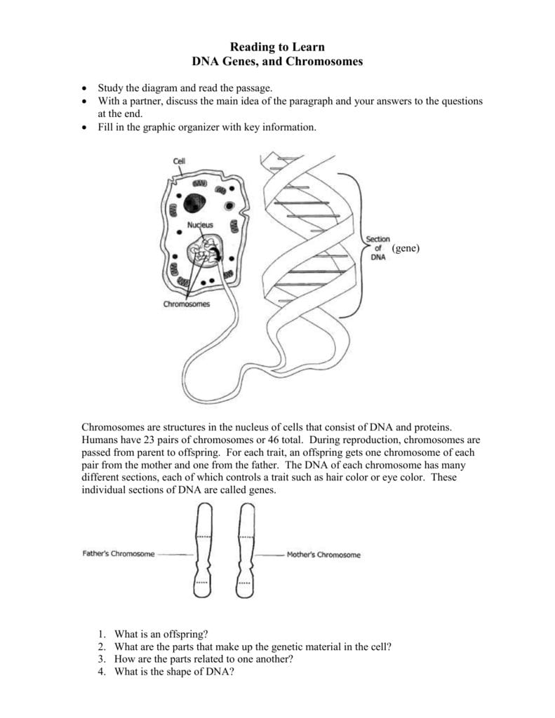 Explore Dna Genes And Chromosomes Also Dna And Genes Worksheet