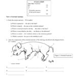 Fetal Pig Dissection Workbooklet Also Fetal Pig Dissection Worksheet Answer Key