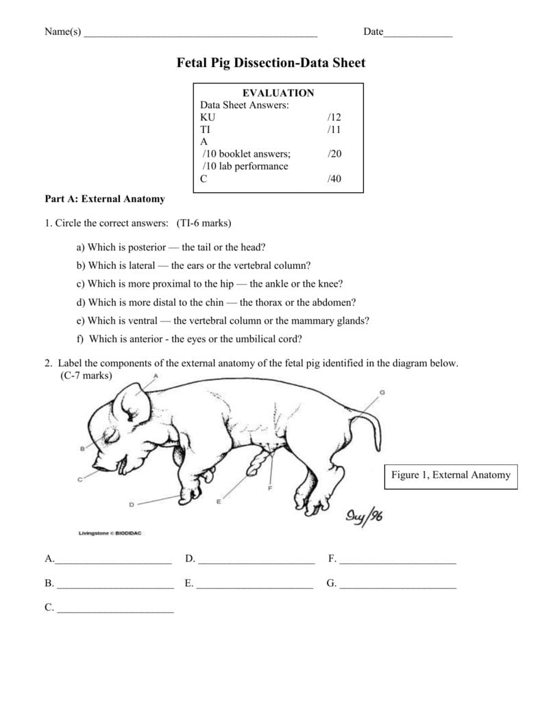 Fetal Pig Dissection Workbooklet Also Fetal Pig Dissection Worksheet Answer Key