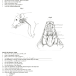 Fetal Pig Dissection Worksheet For Fetal Pig Dissection Pre Lab Worksheet