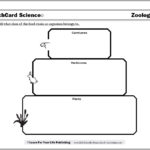 Food Chain Worksheets Intended For Food Webs And Food Chains Worksheet