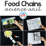 Food Chains  A Dab Of Glue Will Do With Regard To Draw A Food Web Worksheet