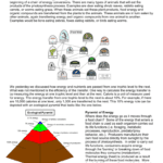 Food Chains Food Webs And Ecological Pyramids With Energy Pyramid Worksheet