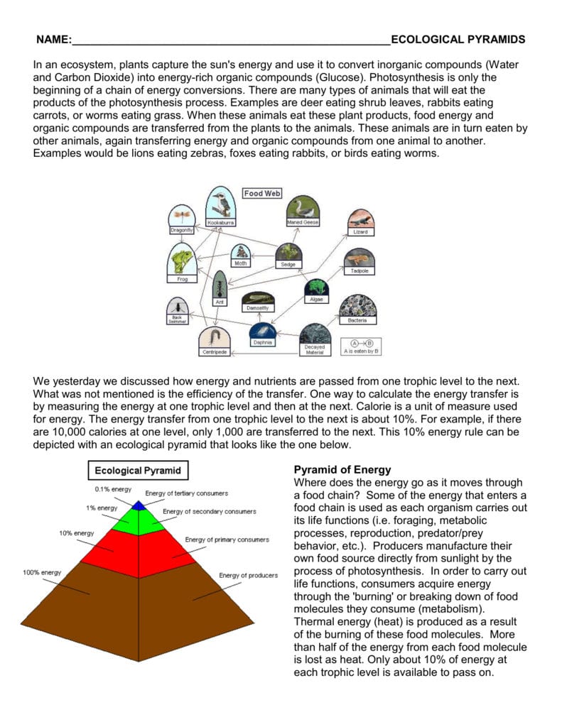Food Chains Food Webs And Ecological Pyramids With Energy Pyramid Worksheet