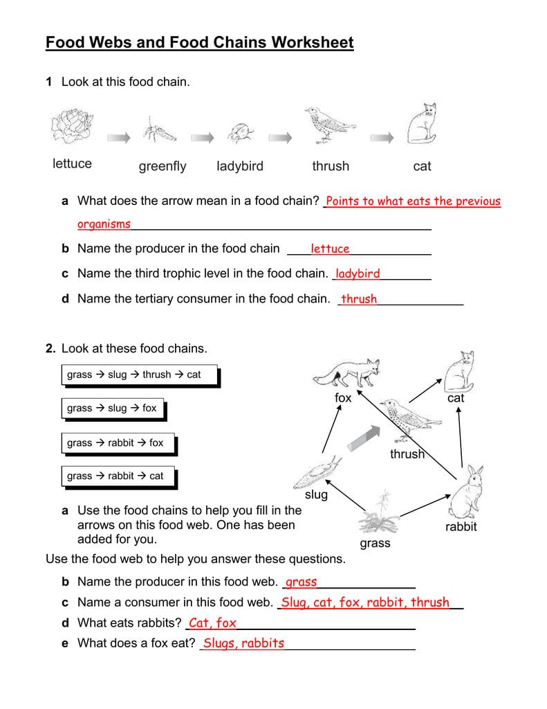Food Webs And Food Chains Worksheet Within Food Web Worksheet Pdf