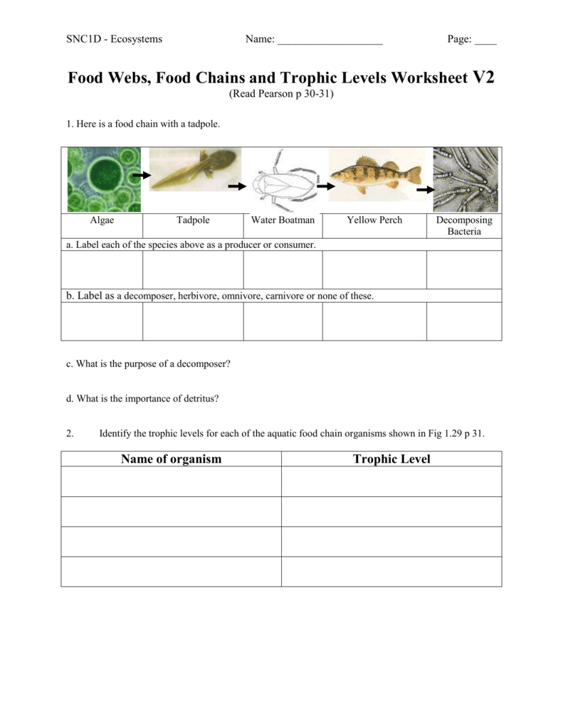 Food Webs Food Chains And Trophic Levels Worksheet V2 Throughout Food Webs And Food Chains Worksheet
