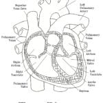 Free Blank Heart Diagram Download Free Clip Art Free Clip Art On Throughout Skin Diagram Coloring And Labeling Worksheet