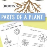 Free Printable Parts Of A Plant Worksheets  Itsy Bitsy Fun Intended For Parts Of A Flower Worksheet