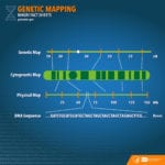 Genetic Mapping Fact Sheet  Nhgri Inside Gene Mapping Worksheet Answer Key