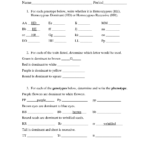 Genetics Practice Problems Worksheet Answers  Briefencounters For Genetics Basics Worksheet