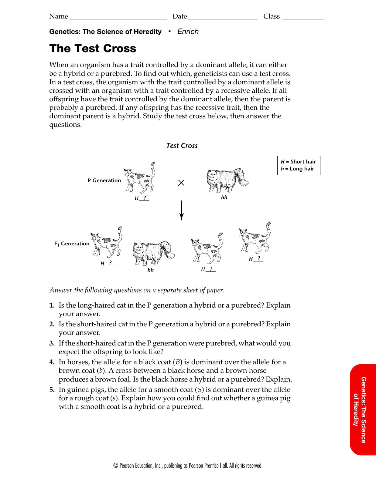 Genetics The Science Of Heredity The Test Cross Also Genetics The Science Of Heredity The Test Cross Worksheet Answers