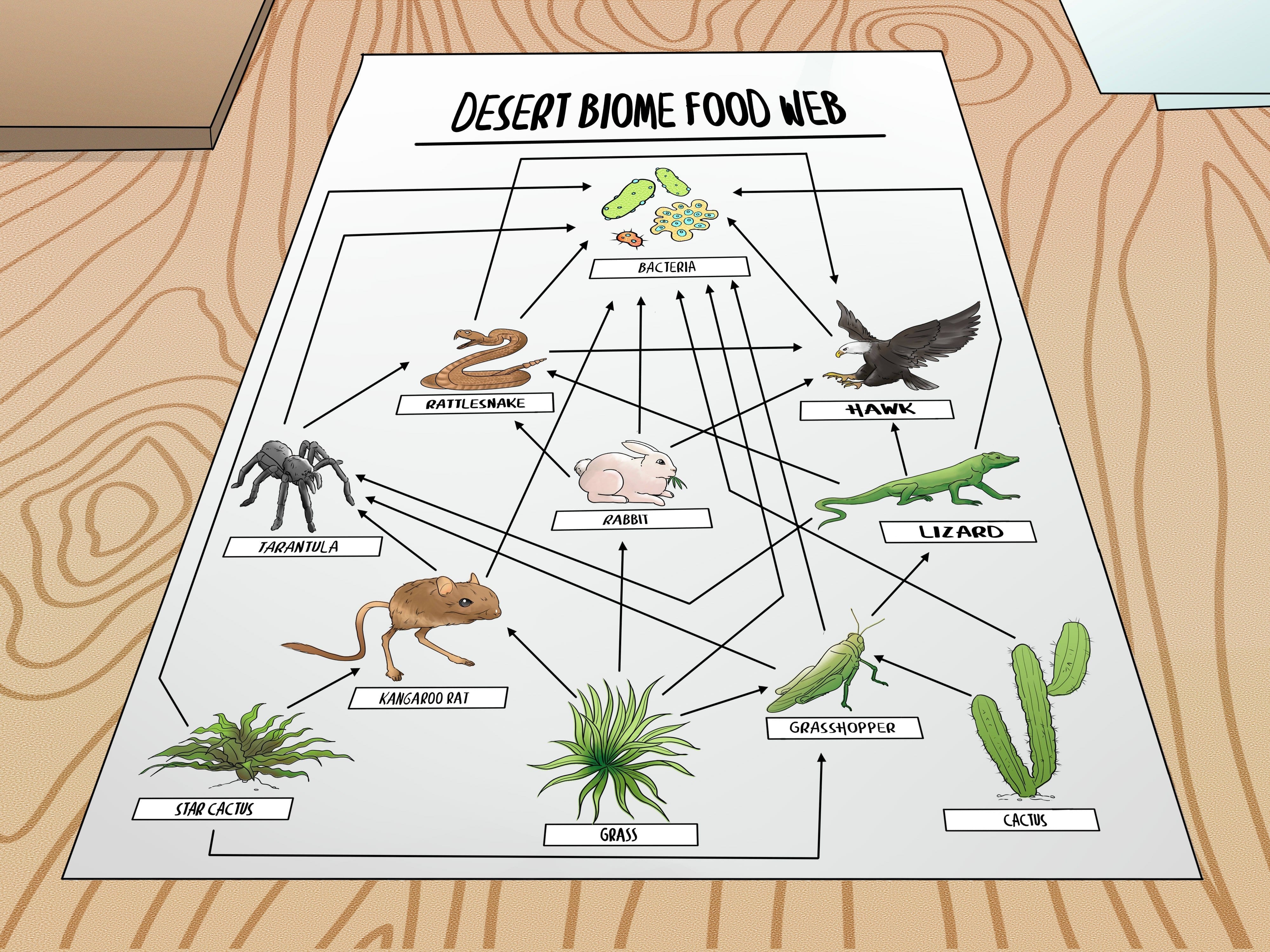 How To Draw A Food Web 11 Steps With Pictures  Wikihow For Draw A Food Web Worksheet