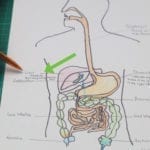 How To Draw A Model Of The Digestive System 15 Steps Along With 9 5 Digestion In The Small Intestine Worksheet Answers
