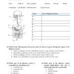 Human Digestive System Worksheet Within 9 5 Digestion In The Small Intestine Worksheet Answers