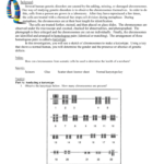 Human Karyotypes In Karyotype Worksheet Answer Key