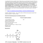 Hw And Review Worksheet For Biomolecule Review Worksheet