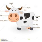 Illustration Of Cow Vocabulary Part Of Body Stock Vector Also Parts Of A Dairy Cow Worksheet