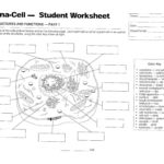 Inside The Cell Worksheet Answers  Briefencounters For Inside The Cell Worksheet Answers