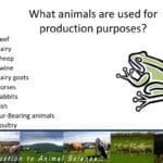 Introduction To Animal Science  Ppt Download For The Livestock Industry Worksheet Answers