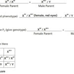 Introductory Genetics With Drosophila  Carolina Pertaining To Genetics Basics Worksheet