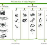 Kingdom Animalia Classification Example Of Animal Classification As Well As Kingdom Classification Worksheet Answers