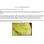 Lab 2 Time Cycles  Tree Rings And Tree Ring Activity Worksheet Answers