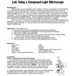 Lab Using A Compound Light Microscope For Using A Compound Light Microscope Worksheet