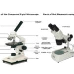 Light Microscope  Main Parts Of Light Microscope  Biology For The Compound Light Microscope Worksheet