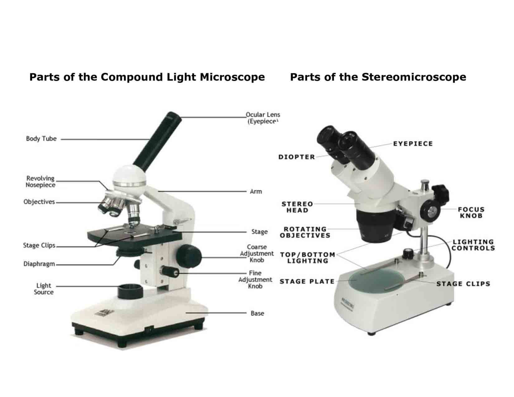 Light Microscope  Main Parts Of Light Microscope  Biology Or Using A Compound Light Microscope Worksheet