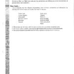 Linking Photosynthesis And Respiration  A Wonderful Synoptic As Well As Photosynthesis And Respiration Worksheet Answers