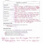 Looking Inside Cells Worksheet Answers  Briefencounters For Looking Inside Cells Worksheet Answers
