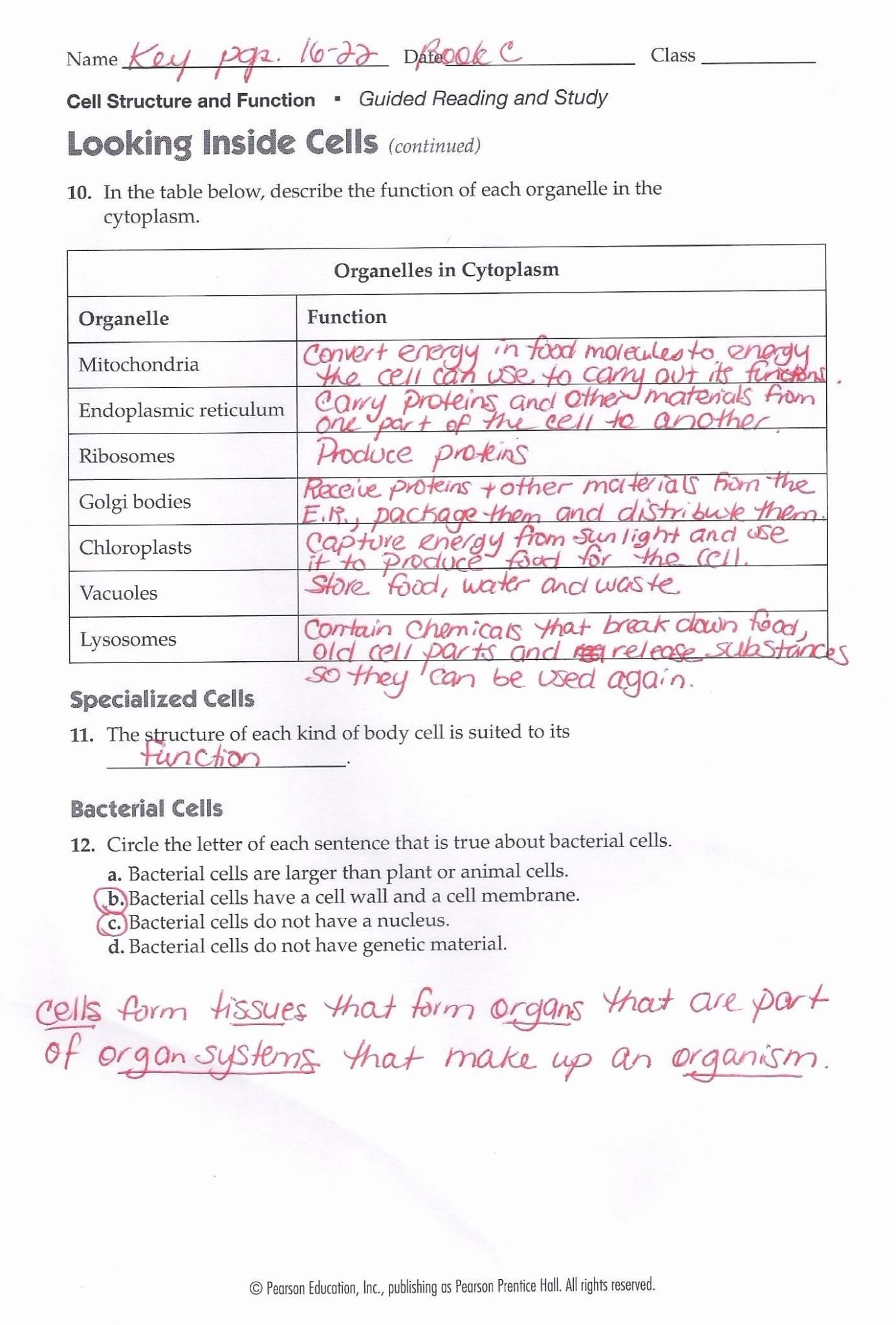 Looking Inside Cells Worksheet Answers  Briefencounters For Looking Inside Cells Worksheet Answers