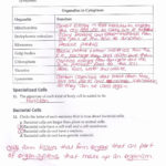 Looking Inside Cells Worksheet Answers  Briefencounters Throughout Inside The Cell Worksheet Answers