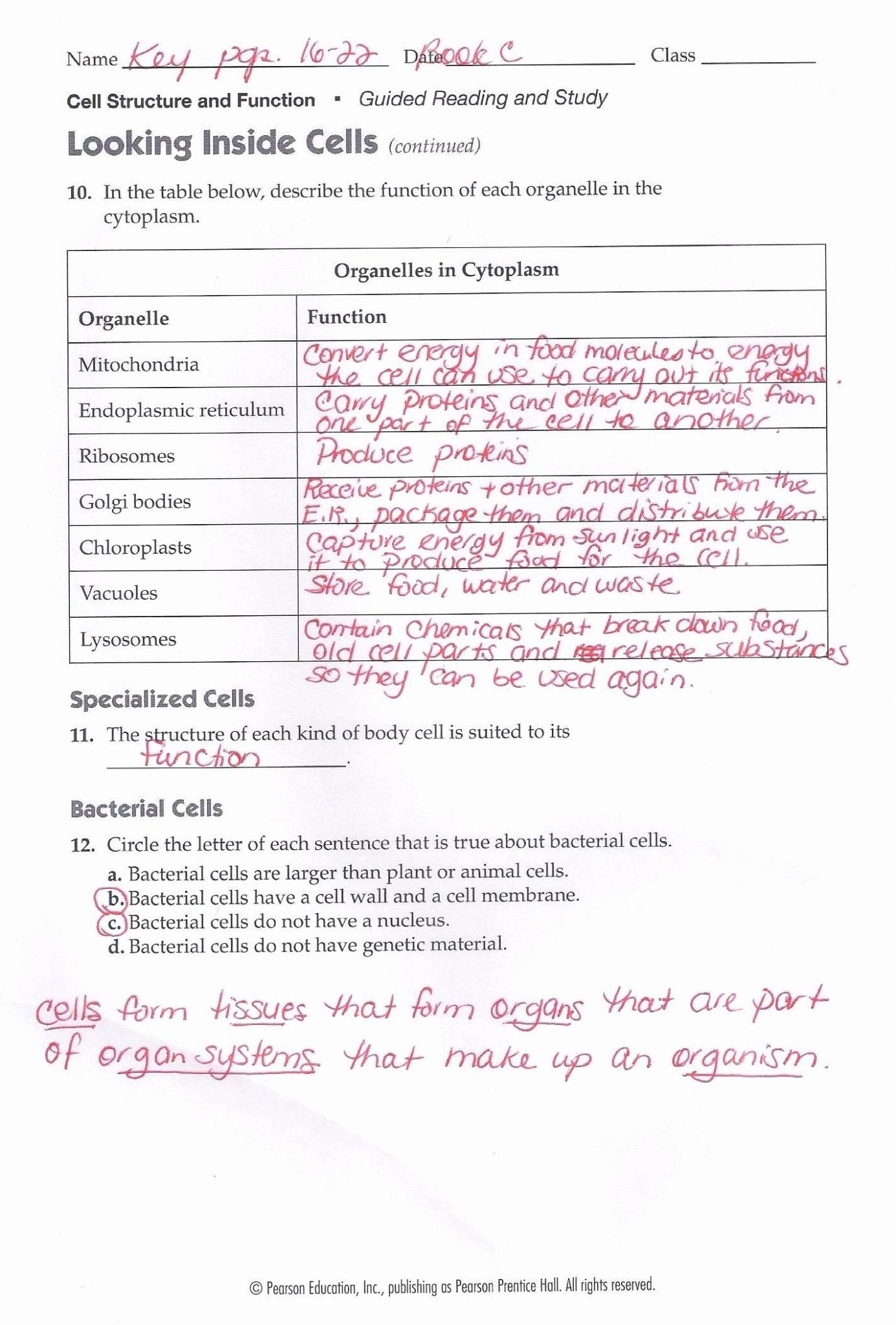 Looking Inside Cells Worksheet Answers  Briefencounters Throughout Inside The Cell Worksheet Answers