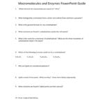 Macromolecule And Enzyme Review Worksheet With Enzymes Review Worksheet