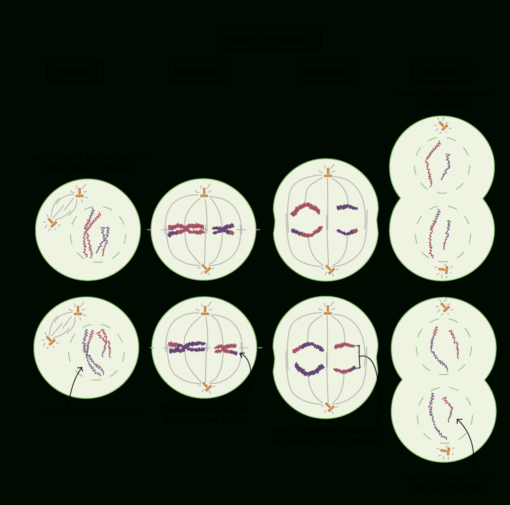 Meiosis Cell Division Biology Article Khan Academy Inside Worksheet 3 9 ...