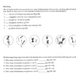 Meiosis Matching Worksheet 16 Best Of Meiosis Practice Worksheet Inside Mitosis Worksheet Matching