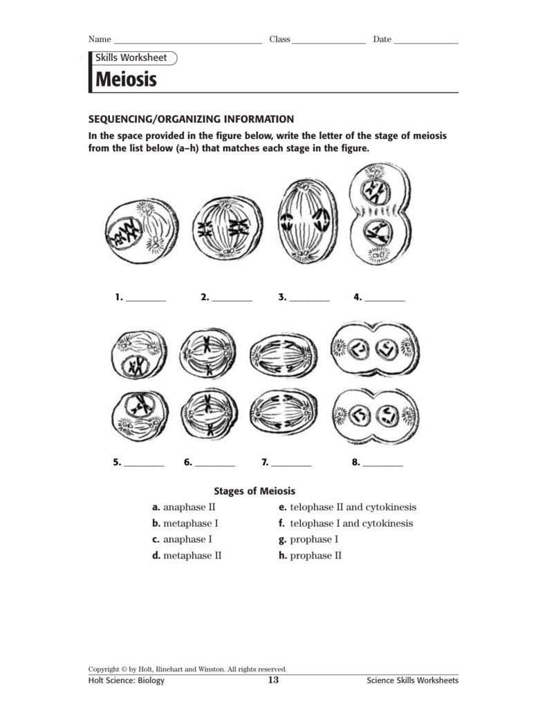 Meiosis Skills Ws Or Worksheet 3 9 Mitosis Sequencing Answers