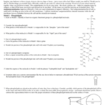 Membrane Structure Pogil™ Activities For Ap Biology What Also Protein Structure Pogil Worksheet Answers