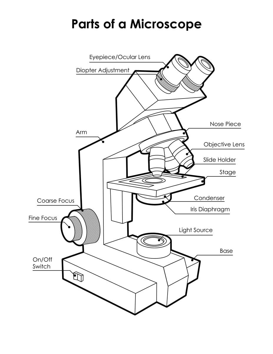 Microscope Diagram Labeled Unlabeled And Blank  Parts Of A Microscope Pertaining To The Compound Light Microscope Worksheet