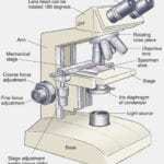 Microscope Drawing Worksheet At Paintingvalley  Explore Inside The Compound Light Microscope Worksheet