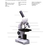 Microscope Parts And Use Worksheet Answers  Briefencounters Together With Microscope Parts And Use Worksheet