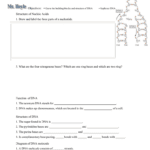 Microsoft Word  Dna Worksheetdoc With Dna Structure Worksheet